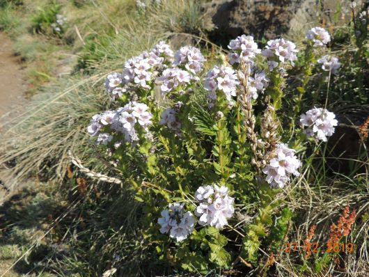 alpine Blumen